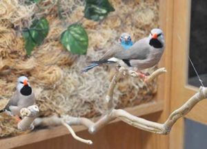 MWCBirdssml